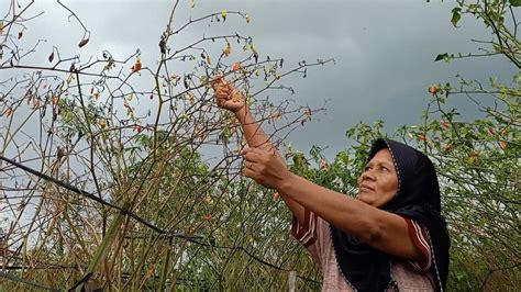 Dampak Cuaca Buruk Petani Cabai Di Temanggung Merugi Akibat Gagal Panen