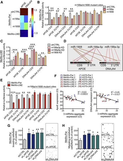 Convergent Multi MiRNA Targeting Of ApoE Drives LRP1 LRP8 Dependent