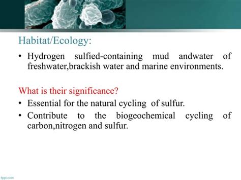 Green Sulfur Bacteria And Green Nonsulfur Bacteria Pptx