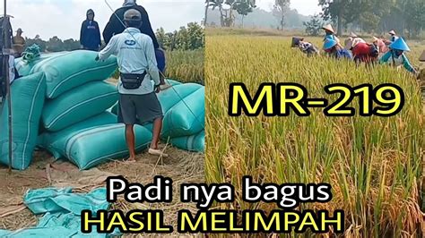 PANEN PADI MR 219 PADI NYA BAGUS HASIL MELIMPAH YouTube