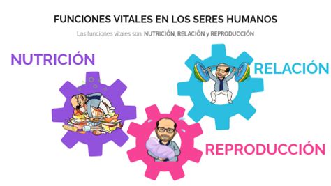 Ficha Online De Las Funciones Vitales En Fichas Cuadernos Porn