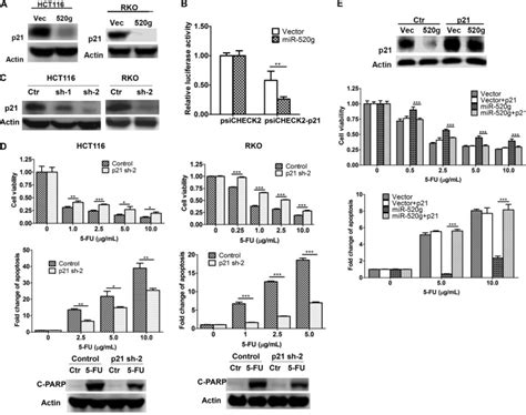 Microrna 520g Confers Drug Resistance By Regulating P21 Expression In