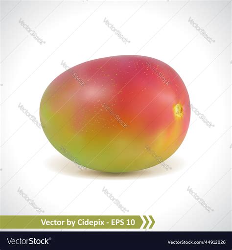 Realistic Of A Mango Fruit Royalty Free Vector Image