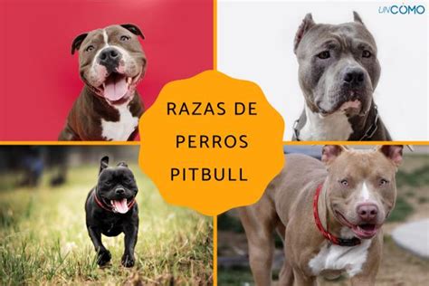 Como Educar A Un Cachorro Pitbull De 3 Meses