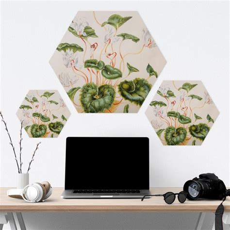 Hexagon Forexbild Anna Maria Sibylla Merian Wei E Veilchen