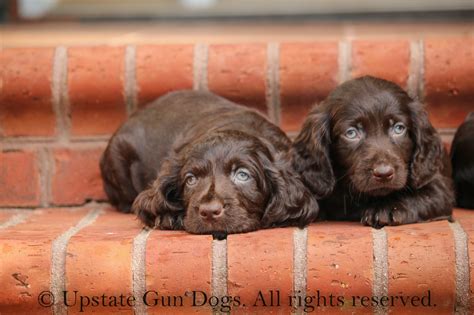 Boykin Spaniel Puppies Boykin Spaniels And Other Gun Dogs Available