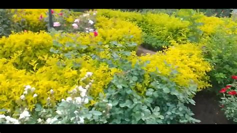 Kodai Kanal Rose Garden Youtube