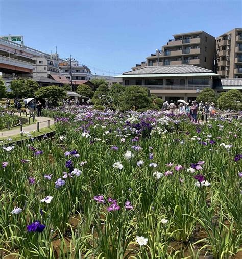 【葛飾菖蒲まつり2024】今年も「堀切菖蒲園」に行って来ました♪ お散歩