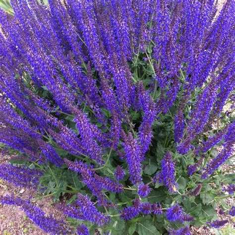 Salvia Nemorosa May Night Mainacht From Nvk Nurseries