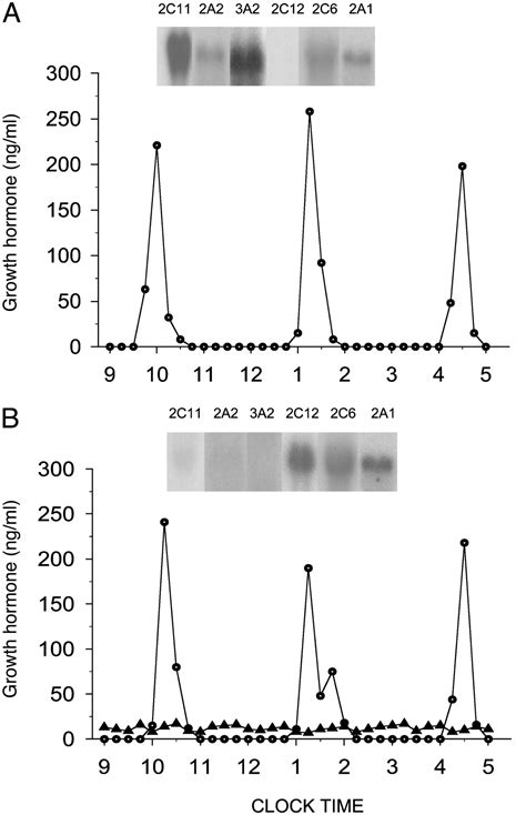 Interpulse Growth Hormone Secretion In The Episodic Plasma Profile