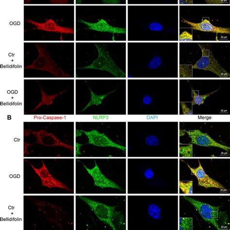 Effects Of Ogd On Pyroptosis Associated Mrna And Protein Expression And