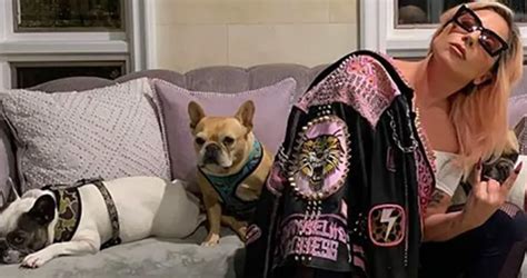 Lady Gaga recupera sanos y salvos los dos perros que le robaron días