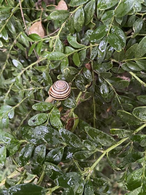 Helicinae From Bajcsy Zsilinszky Utca V Cr T T Pe Hu On September