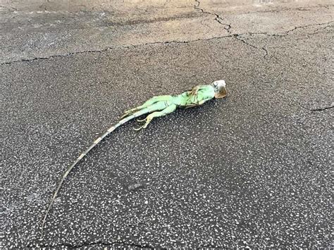 Its So Cold That Frozen Iguanas Are Falling Off Trees In Florida