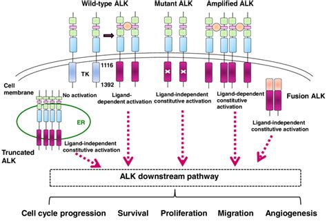 Anaplastic Lymphoma Kinase Alk Signaling In Normal And Cancer Cells