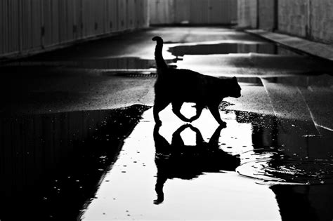 The Mysterious Lives Of Cats Captured In Black And White Photography | Bored Panda