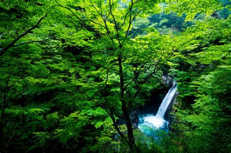 Fotos Gratis Paisaje Rbol Naturaleza Cascada Desierto Rama