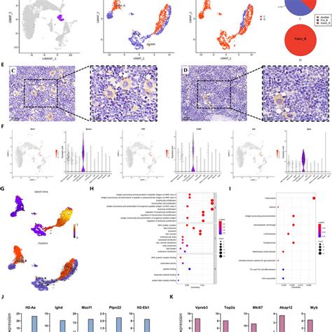 A Single Cell Rna Sequencing Revealed The Atlas Of Bone Marrow Cells In