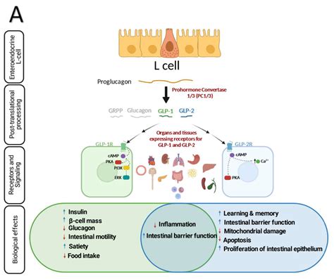 Microorganisms Free Full Text Glp And Glp Orchestrate Intestine