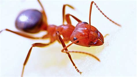 Fire Ants What To Do When Stung