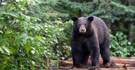 Il più grande orso nero mai catturato nel Montana