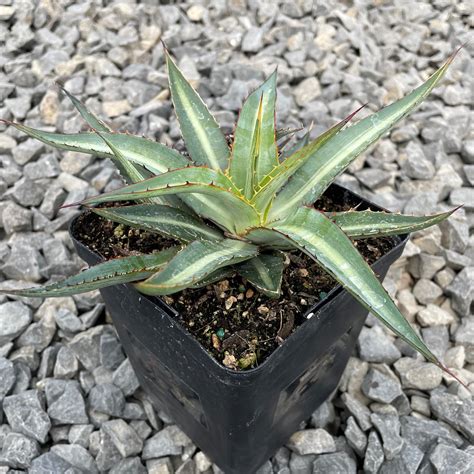 Agave lechuguilla - Century Plant (4.5" Pot) | Little Prince To Go