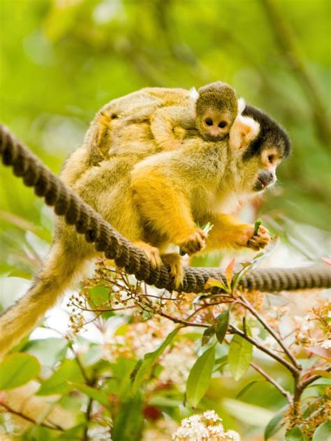 Los Mejores Monos De La Selva Amaz Nica Para Observar