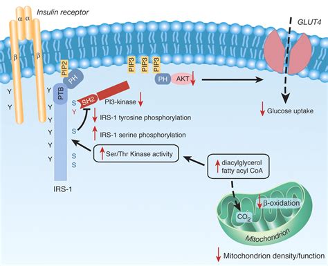 Mitochondrial Dysfunction And Type 2 Diabetes Science