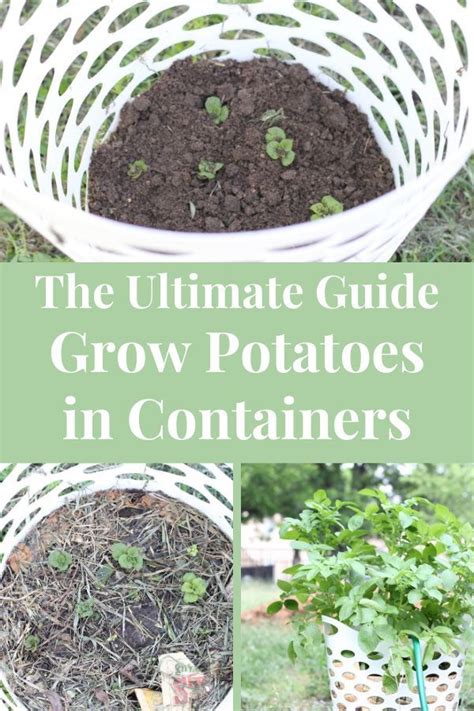 How To Grow Potatoes In Containers Artofit