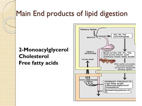 Ppt Biochemical Aspects Of Digestion Of Lipids Powerpoint