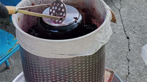 The process of making homemade grape wine. Grapes are pressed in a ...