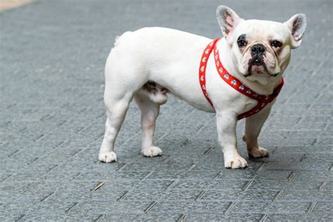 White French Bulldog: All About This Unique Frenchie