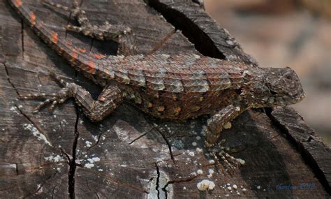 Florida Fence Lizard Looks Like A Female Maybe Ready To La Flickr