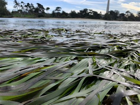 Prop Climate Resilience Miniseries Episode Elkhorn Slough Tidal