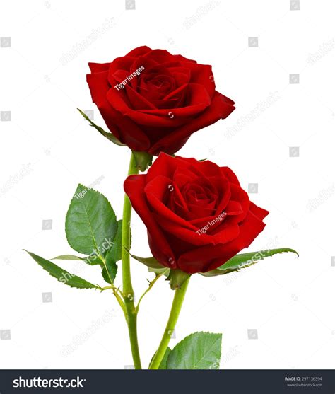 61,194 Two Red Roses Images, Stock Photos & Vectors | Shutterstock