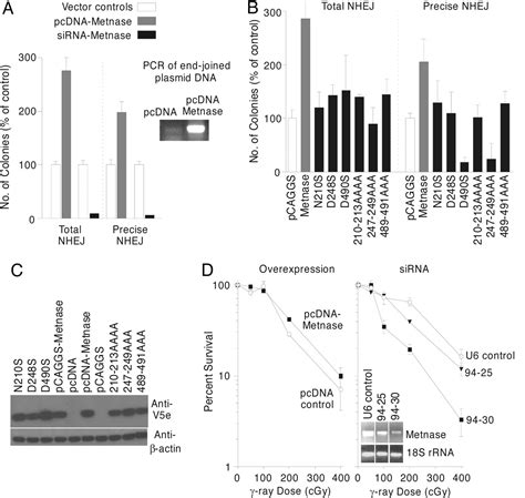 The Set Domain Protein Metnase Mediates Foreign Dna Integration And