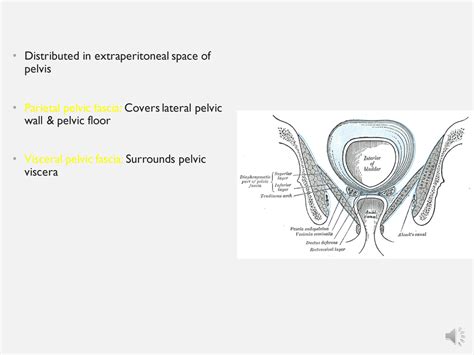 SOLUTION: Pelvic diaphragm pelvic fascia anatomy mbbs notes - Studypool