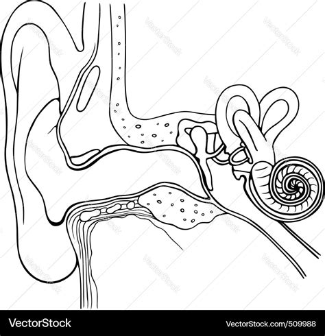 Anatomy Human Ear Royalty Free Vector Image Vectorstock