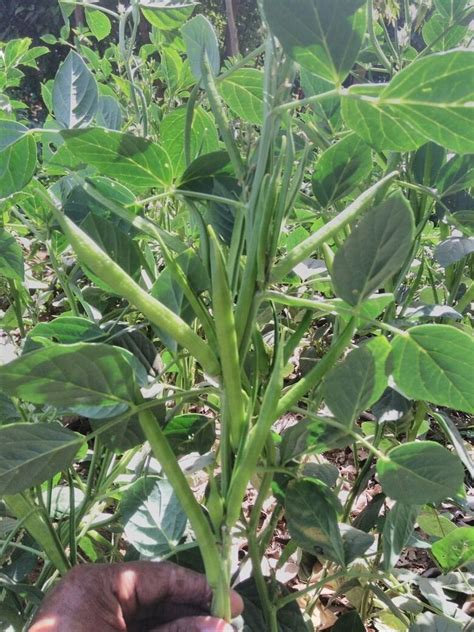 Hybrid Green FB 63 Cluster Bean Seeds Cyamopsis Tetragonoloba For