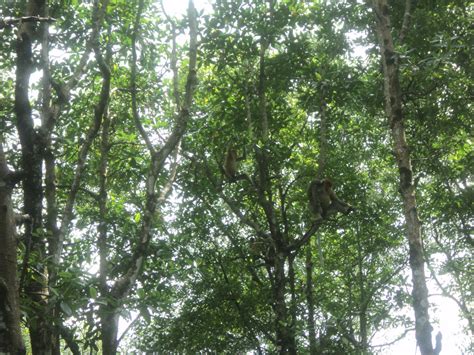 Belantara Borneo Kawasan Konservasi Hutan Mangrove Di Tarakan