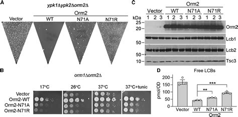 Collaborative Regulation Of Yeast Spt Orm Complex By Phosphorylation