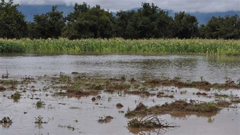 Pierde Oaxaca Miles De Hectáreas De Cultivo Por Lluvias • Panorama Agrario