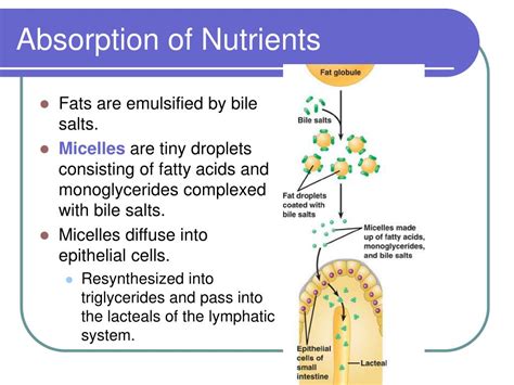 Concept Map Nutrient Absorption