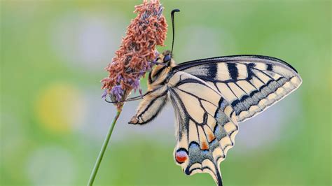 Light Yellow Black Lines Design Butterfly On Flower In Blur Green