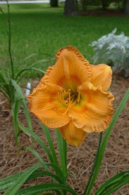 Daylily Hemerocallis Jersey Earlybird™ Oriole In The Daylilies