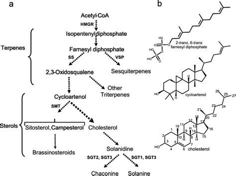 Simplified Biosynthetic Pathway For Steroidal Glycoalkaloids Gas