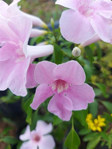 Close Up Of Beautiful Pink Bower Vine Flowers In Garden On Blurred