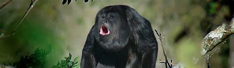 51 Amazing Monkey Facts (2024) | FactRetriever.com