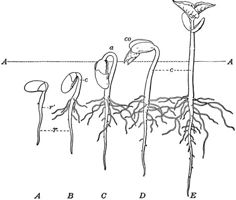 Bean Seed Stages Clipart Etc