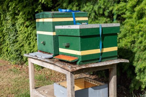 Eigen Bijenvolk Op Onze Tuin Volkstuinvereniging Het Hoge Land Epe